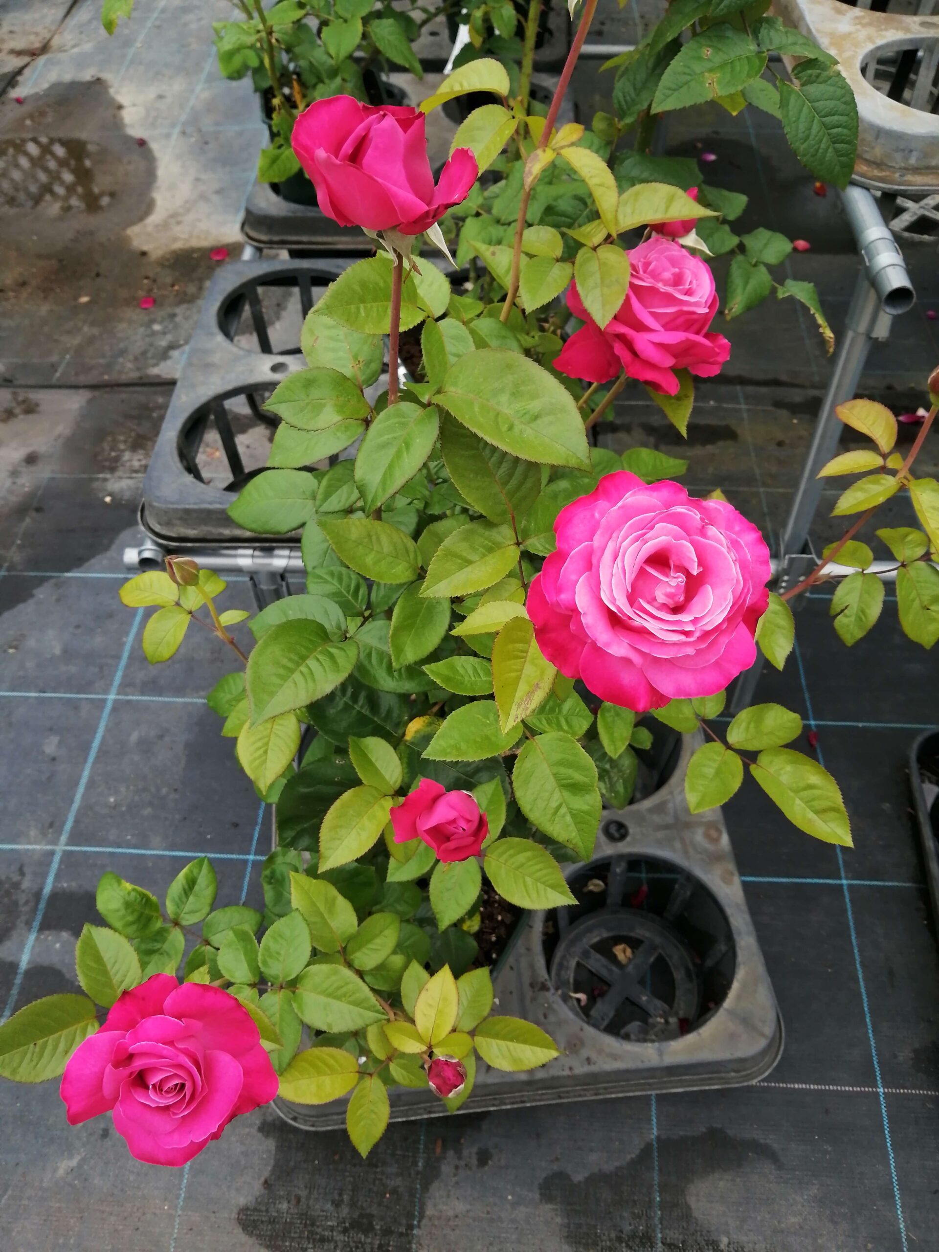 初心者でも簡単！バラ鉢苗を庭に植付ける方法〜ハイブリッドティ「恋結び」 | LEARN  SHARE