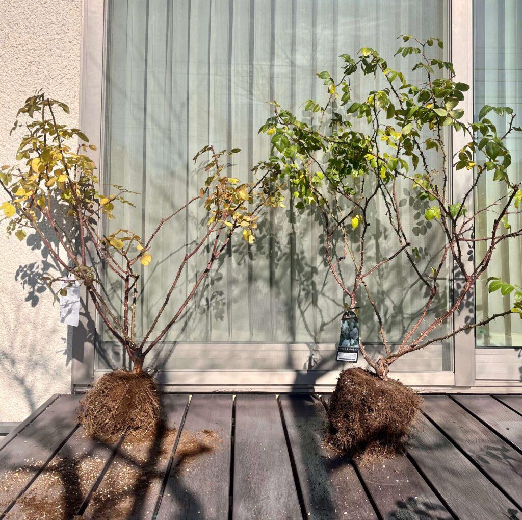 バラの植え替え2026冬
