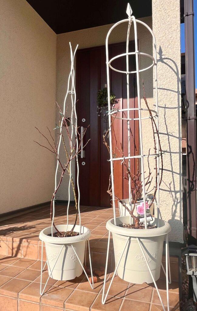 バラの植え替え2026冬