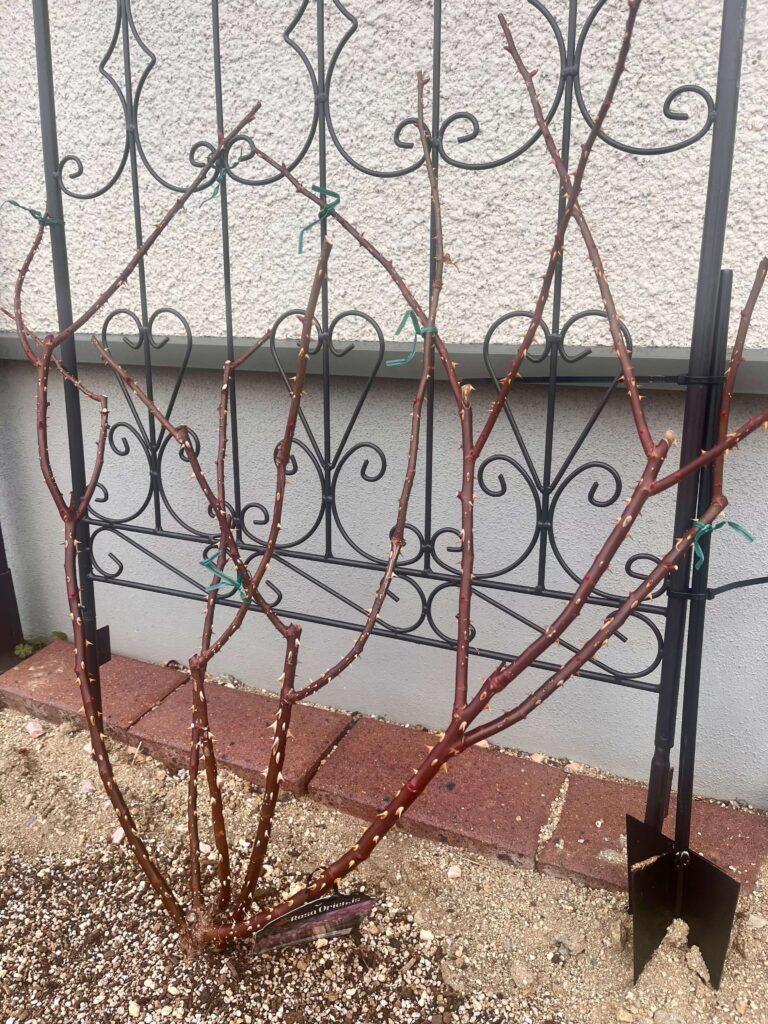 バラの植え替え2026冬