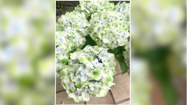 アジサイ　レモンキス　紫陽花